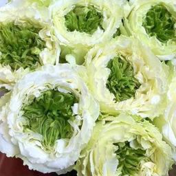 Роза Грин Айс