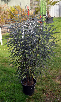 Дизиготека ИЗЯЩНАЯ