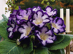 Глоксиния Tigrina Blue (Тигрина Блю) - Долина роз фото 2