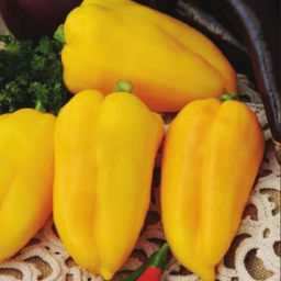 5061D Перец сладкий Гладиатор Агро 5шт