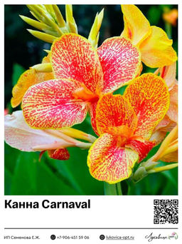 Канна Carnaval (Зеленолистная)