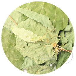 Липа цвет Крупный лист