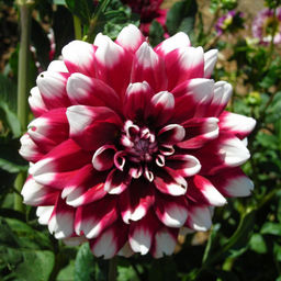 ГЕОРГИНА Дуэт Разбор I Кол-во упак., шт 1