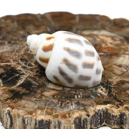 Ракушки природные "Пятнистая бабилония" 15*30мм, 5 ракушек Радуга камня