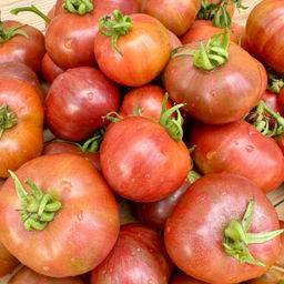 Гном Чероки тайгер блек НОВИНКА 2025 года!