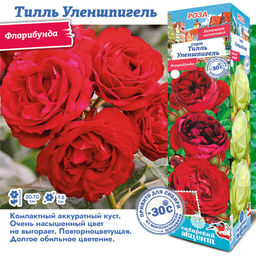 Роза Тилль Уленшпигель (Флорибунда) 1шт