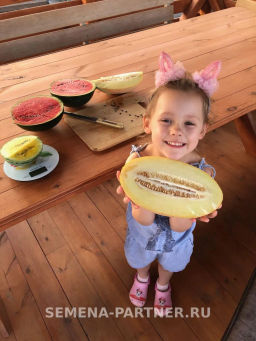 Дыня Багира - Партнер фото 2