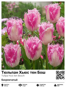 Тюльпан Хьюс тен Бош (Бахромчатый)
