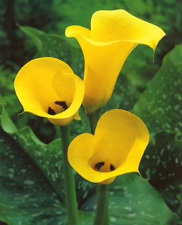 КАЛЛА Хамелеон Разбор 12/14 Кол-во упак., шт 2