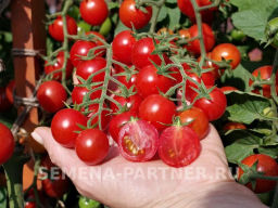 Томат Карамелла - Партнер фото 7