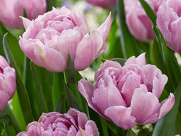 Тюльпан Катинка - Долина роз фото 4