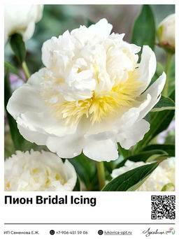 Пион Bridal Icing