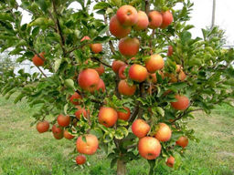 Яблоня Чемпион - Долина роз фото 2