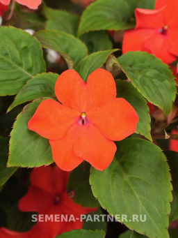 Бальзамин Уоллера крупноцветковый Оранж Краун - Партнер фото 2