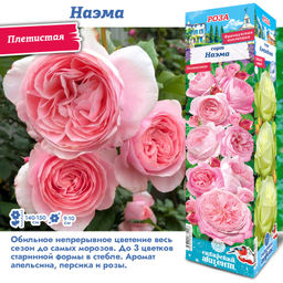 Роза Наэма (Плетистая) 1шт