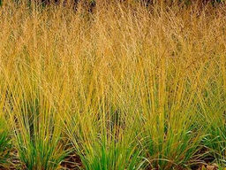 Молиния голубая Хайдебраут Р9