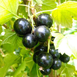 Смородина черная Валовая