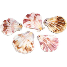 Ракушка морской гребешок в натуральном цвете 30*35мм, 5 ракушек Радуга камня