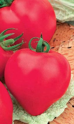 Томат РОЗОВОЕ СЕРДЦЕ Изысканный вкус! Мякоть практически без семян! Плоды сладкие, сочные, мясистые!