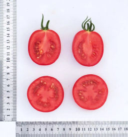 Томат Покрасневшая Невеста - Партнер фото 7