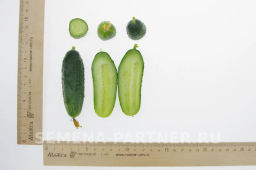 Огурец партенокарпический Трюкач - Партнер фото 5