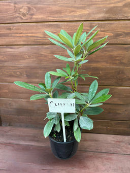 Рододендрон Sneezy (Снизи) - Долина роз фото 7