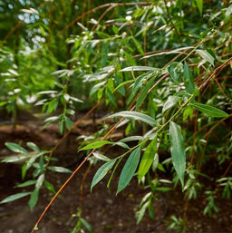 Ива Памяти Бажова - САДовник фото 2