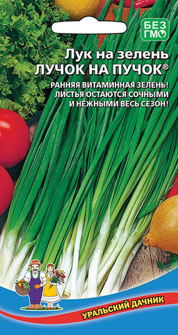 Лук на зелень ЛУЧОК НА ПУЧОК