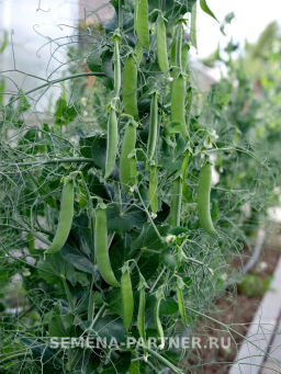 Горох овощной Бутана - Партнер фото 2