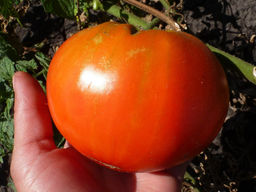 Помидоры Carol Chykos Big Paste