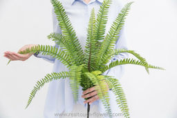 Нефролепис Экзальтата 70см - Зеленый