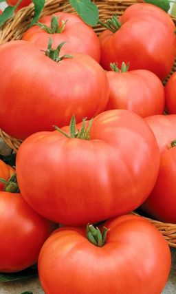 Томат СИБИРСКИЙ ТЯЖЕЛОВЕС Уникальная холодостойкость! Невиданная урожайность томатов великанов!