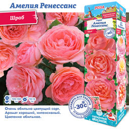 Роза Амелия Ренессанс (Шраб) 1шт