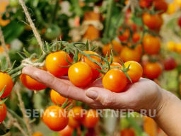 Томат Янтарная Капля - Партнер фото 6