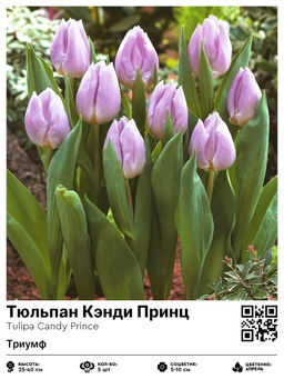 Тюльпан Candy Prince (Триумф) - Голландские луковицы фото 2