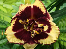 Лилейник Тайгер Блад