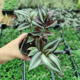 Традесканция Зебрина - Долина роз фото 5