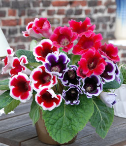 ГЛОКСИНИЯ Смесь Разбор 5/6 Кол-во упак., шт 2