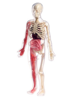 Набор для опытов по анатомии Строение тела, светится в темноте, с мягкими органами - Эврики фото 6