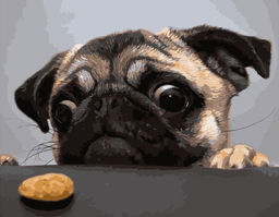 Грустный мопс