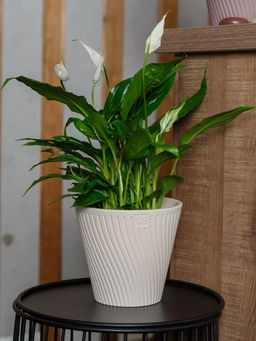 Горшок для цветов с дренажной системой Луи VipSet 2,7л крем (AML-2,7-02)(158)