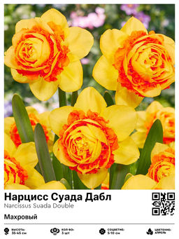 Нарцисс Суада Дабл (Махровый)
