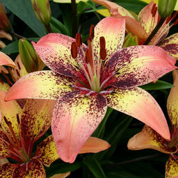 ЛИЛИЯ Трибал Дэнс Разбор 12/14 Кол-во упак., шт 5