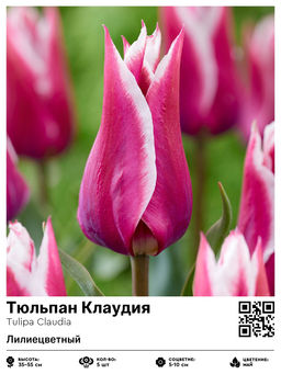 Тюльпан Claudia (Лилиецветный) - Голландские луковицы фото 4