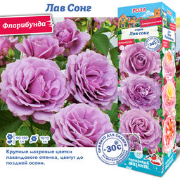Роза Лав Сонг (Флорибунда) 1шт