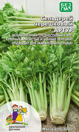 Сельдерей черешковый АРТУР Великолепный среднеспелый сорт! Крупные, мясистые и сочные черешки! Подходит для заморозки и сушки!