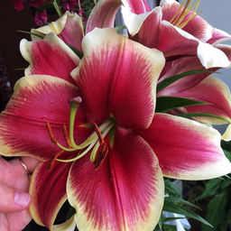 ЛИЛИЯ Африкан Леди Разбор 12/14 Кол-во упак., шт 5