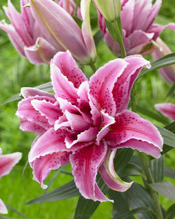 ЛИЛИЯ Роузлили Табита Разбор 12/14 Кол-во упак., шт 5