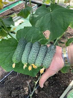 Огурец Директор F1 5шт. (Семко)  фото 3