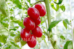 Томат Моне - Партнер фото 5